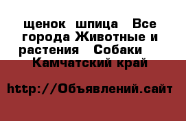 щенок  шпица - Все города Животные и растения » Собаки   . Камчатский край